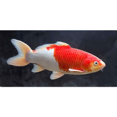 Koi Mix Stor