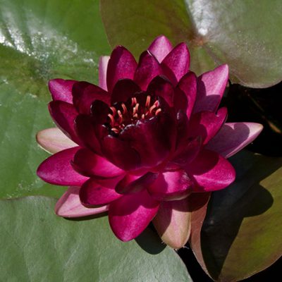Nymphaea Almost Black